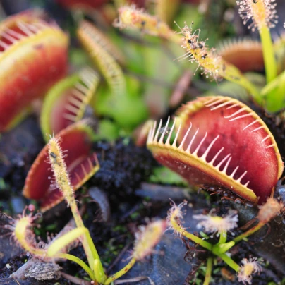 Mucholapka červená Redline - Dionaea - semena - 10 ks