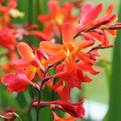 Montbrécie Masonorum - Crocosmia - cibuloviny - 4 ks