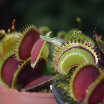 Mucholapka muscipla clumping - Dionaea - semena - 7 ks