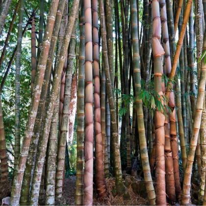 Bambus nejvyšší - Dendrocalamus giganteus - semena - 2 ks