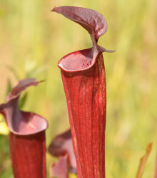 Špirlice červená - Sarracenia rubra - semena - 8 ks