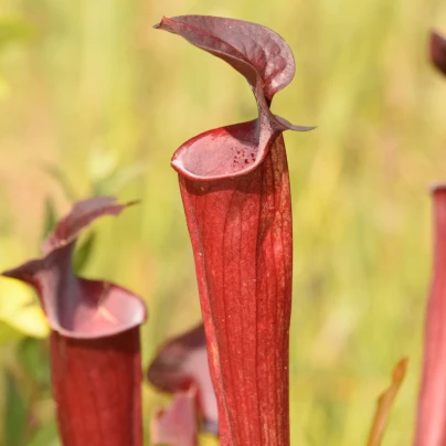 Špirlice červená - Sarracenia rubra - semena - 8 ks