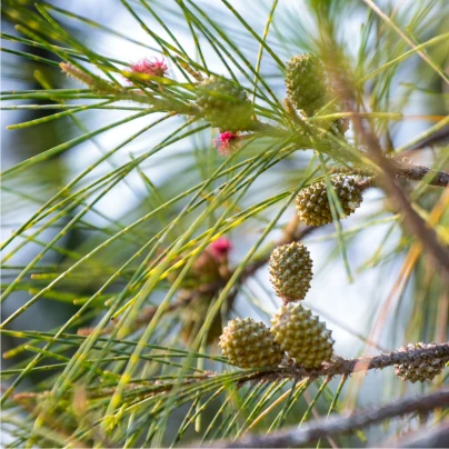 Tropický dub - Casuarina Cunninghamiana - semena - 5 ks