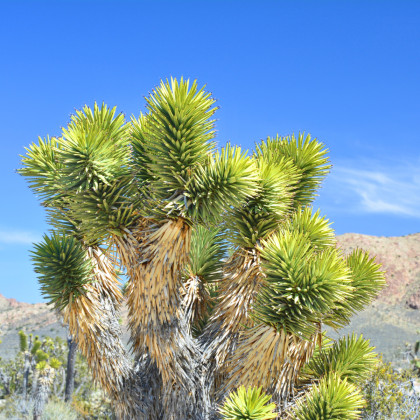 Joshua tree - Juka krátkolistá - Yucca brevifolia - semena - 6 ks