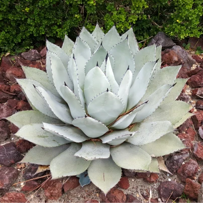 Agáve parryi - Agave Parryi - semena - 9 ks