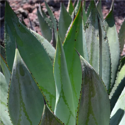 Agáve marmorata - Agave marmorata - semena - 10 ks