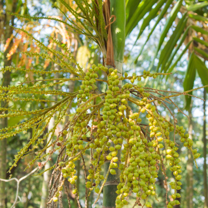 Palma Ptychosperma - Ptychosperma macarthurii - semena - 3 ks