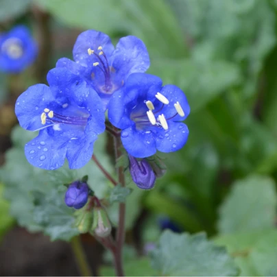 Svazenka modrá - Phacelia campanularia - semena - 800 ks