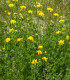 Štírovník růžkatý - Lotus corniculatus - semena - 100 ks