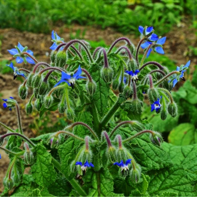 BIO Brutnák lékařský - Borago offinalis - bio semena - 20 ks