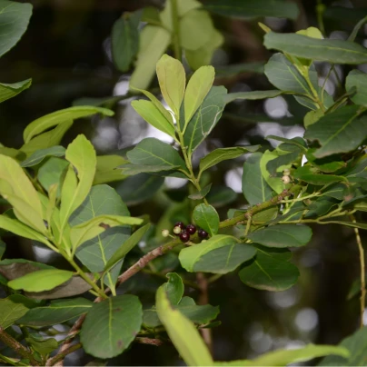 Cesmína paraguayská - Ilex paraguariensis - semena - 6 ks