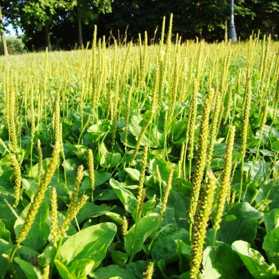 Jitrocel indický - Plantago psyllium - semena - 40 ks