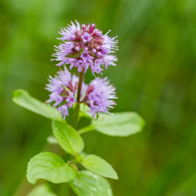 Máta vodní - Mentha aquatica - semena - 30 ks