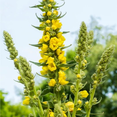 Divizna malokvětá - Verbascum thapus - semena - 0,02 g