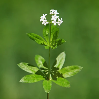 Mařinka vonná - Asperula odorata - semena - 6 ks