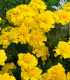 Aksamitník nízký Gold - Tagetes patula nana gold - semena - 0,3 g