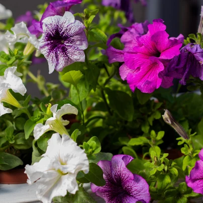 Petúnie velkokvětá převislá mix barev - Surfínie - Petunia Hybrida Pendula - semena - 150 ks