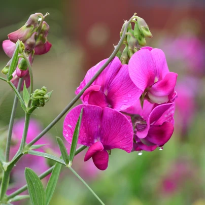 Hrachor vonný růžový - Lathyrus odoratus - semena - 20 ks