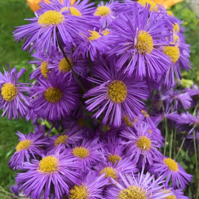 Astra alpínská modrá - Aster alpinus - semena - 70 ks