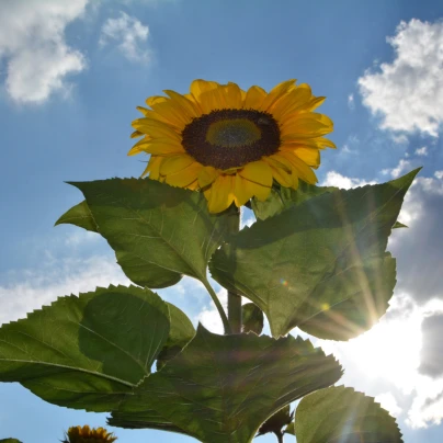 Slunečnice King Kong - Helianthus annuus - semena - 6 ks