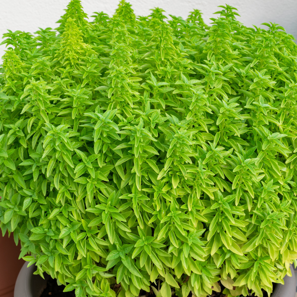 Bazalka Fino verde - Ocymum basilicum - semena - 50 ks