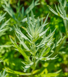 Pelyněk kozalec - Artemisia dracunculus - semena - 300 ks