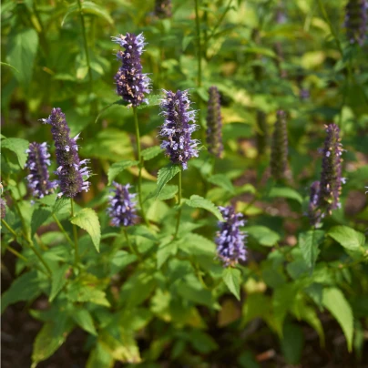 Agastache korejská Seoul - Agastache rugosa - semena - 20 ks