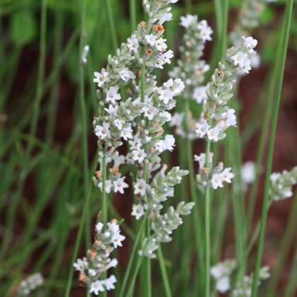 Levandule lékařská bílá Ellegance Snow - Lavandula angustifolia - semena - 15 ks