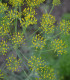 BIO Kopr vonný Hera - Anethum graveolens - bio semena - 400 ks