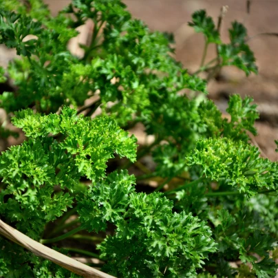 Petržel Starlett - Petroselinum crispum - semena - 500 ks