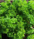 BIO Petržel Grüne Perle - Petroselinum crispum - bio semena - 600 ks