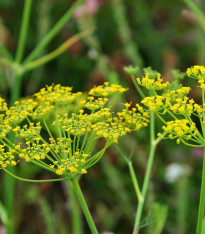 Fenykl kořeninový - Foeniculum vulgare - semena - 100 ks