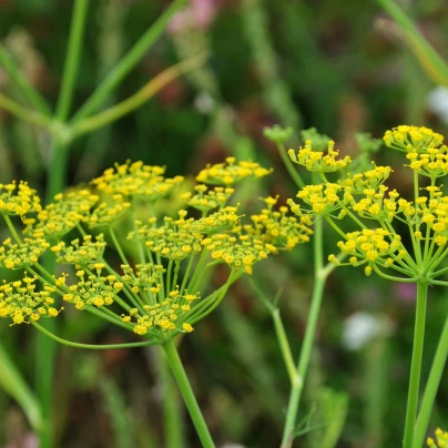 Fenykl kořeninový - Foeniculum vulgare - semena - 100 ks