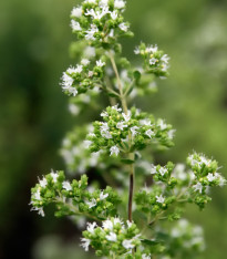 Oregano řecké - Origanum hirtum - semena - 250 ks