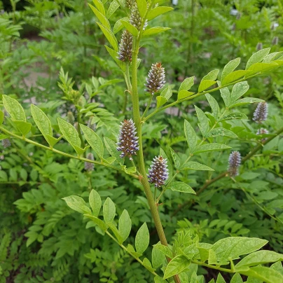 Lékořice lysá - Glycyrrhiza glabra - semena - 4 ks