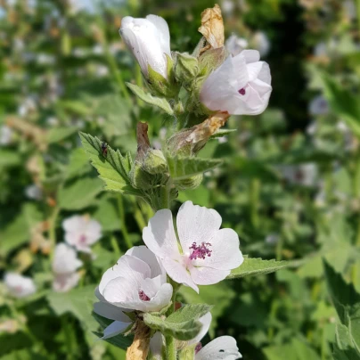 Proskurník lékařský - Althaea officinalis - semena - 18 ks