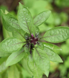 Bazalka thajská - Ocimum basilicum var. thyrsiflora - semena - 50 ks