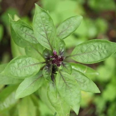 Bazalka thajská - Ocimum basilicum var. thyrsiflora - semena - 50 ks