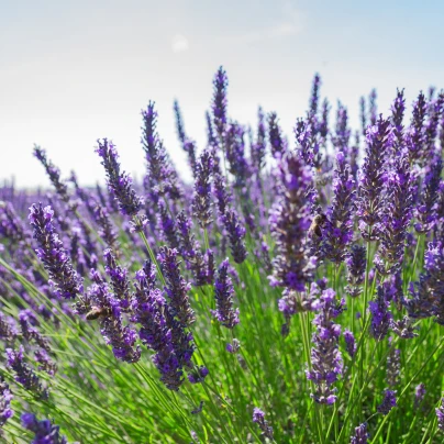 Levandule Vera - Lavandula angustifolia - semena - 0,02 g