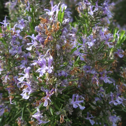 Rozmarýn lékařský - Rosmarinus officinalis - semena - 50 ks