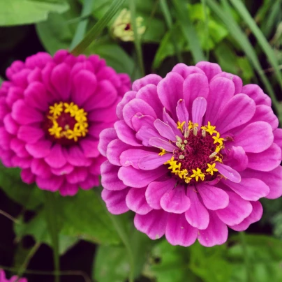 Ostálka jiřinkokvětá fialová - Zinnia elegans - semena - 100 ks