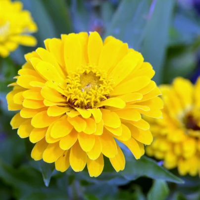 Ostálka jiřinkokvětá žlutá - Zinnia elegans - semena - 50 ks