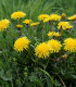 Smetánka lékařská - Pampeliška - Taraxacum officinale - semena - 400 ks