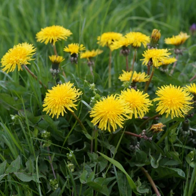 Smetánka lékařská - Pampeliška - Taraxacum officinale - semena - 400 ks