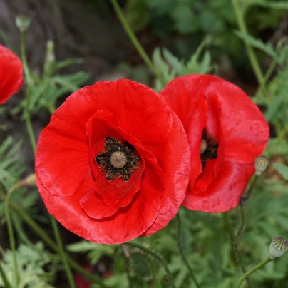 Vlčí mák červený - Papaver rhoeas - semena - 250 ks