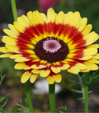 Kopretina kylnatá směs - Chrysanthemum carinatum mix - semena - 0,3 g