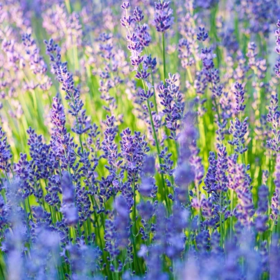 Levandule lékařská Provence Blue - Lavandula angustifolia - semena - 15 ks