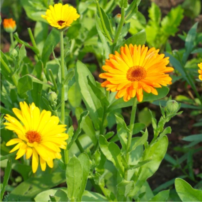 Měsíček lékařský - Calendula officinalis - semena - 30 ks