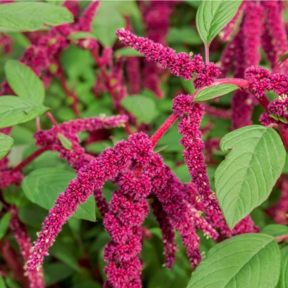 Laskavec ocasatý - Amaranthus caudatus - semena - 300 ks