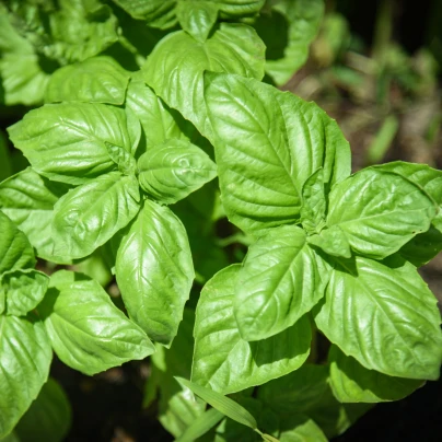 Bazalka pravá Genovese - Ocimum basilicum - semena - 150 ks